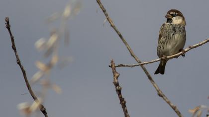 Spanish Sparrow