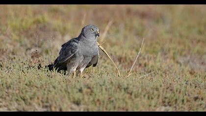 Montagu`s Harrier