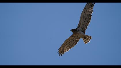 Short-toed Snake Eagle