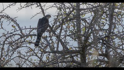 Eurasian Sparrowhawk
