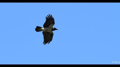 Hooded Crow