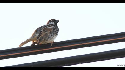Spanish Sparrow