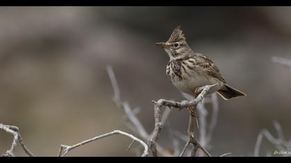 Crested Lark