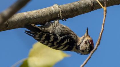 Lesser Spotted Woodpecker