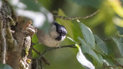 Marsh Tit