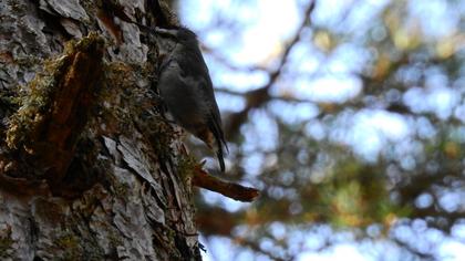 Krüper`s Nuthatch