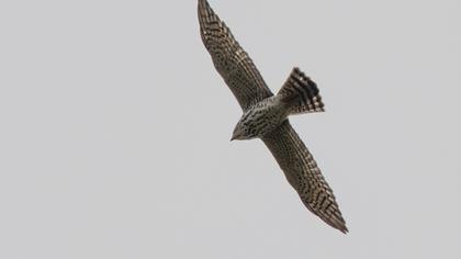 Levant Sparrowhawk