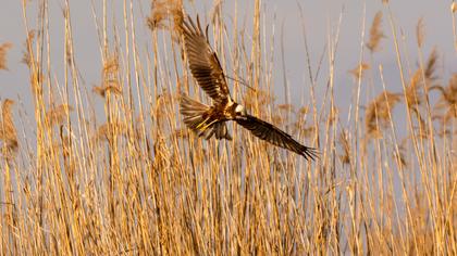 Western Marsh Harrier