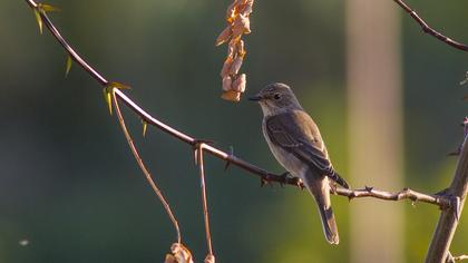 Spotted Flycatcher