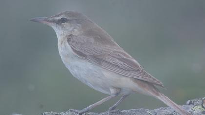 Great Reed Warbler