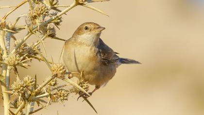 Common Whitethroat
