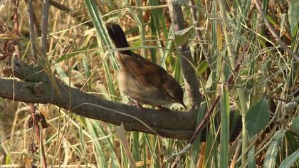 Cetti`s Warbler