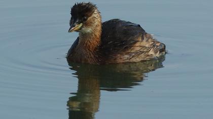 Little Grebe