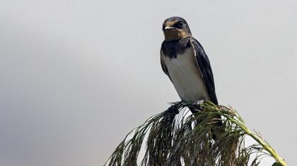 Barn Swallow
