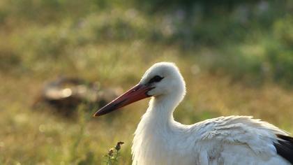 White Stork
