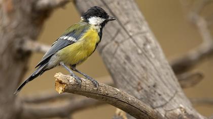 Great Tit