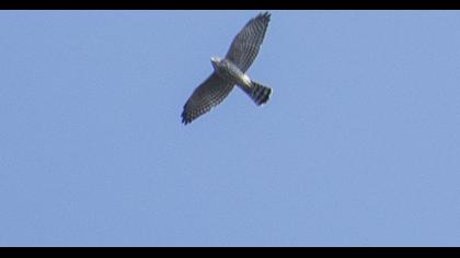 Levant Sparrowhawk
