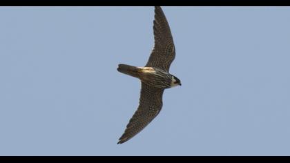 Eurasian Hobby
