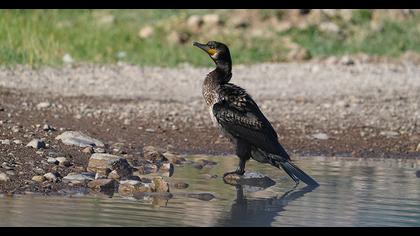 Great Cormorant