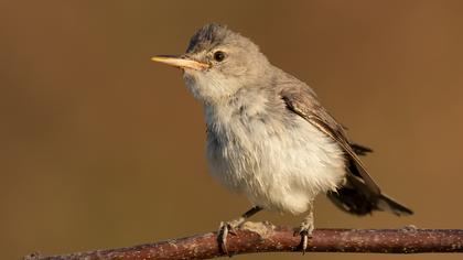 Olive-tree Warbler