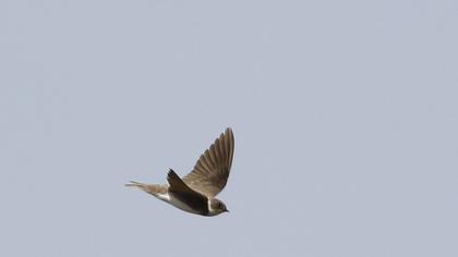 Sand Martin