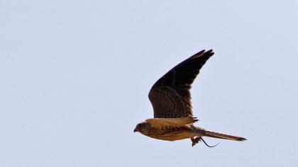 Lesser Kestrel