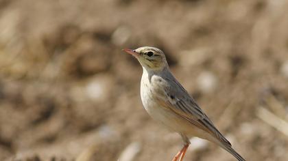 Tawny Pipit