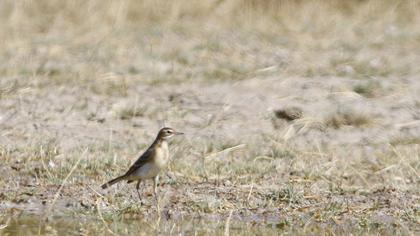 Western Yellow Wagtail