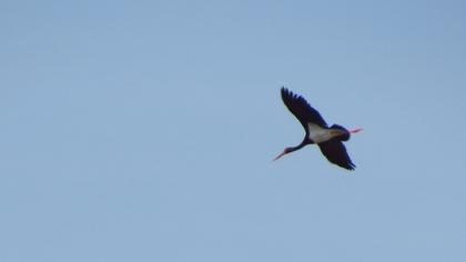 Black Stork