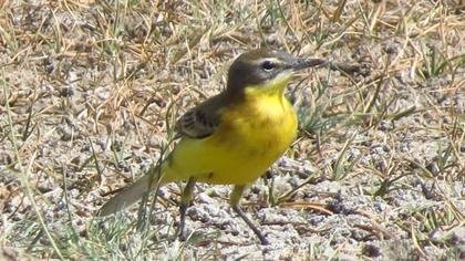 Western Yellow Wagtail