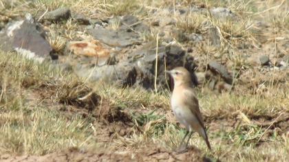 Northern Wheatear