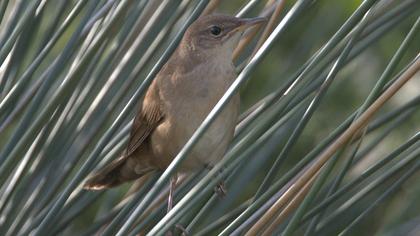 Savi`s Warbler