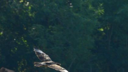 Lesser Spotted Eagle