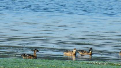 Garganey