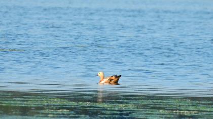 Ruddy Shelduck