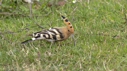 Eurasian Hoopoe