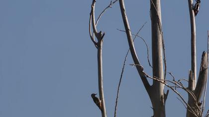 Syrian Woodpecker