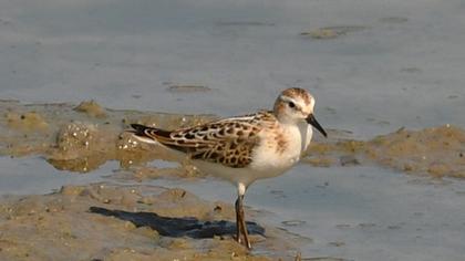 Little Stint