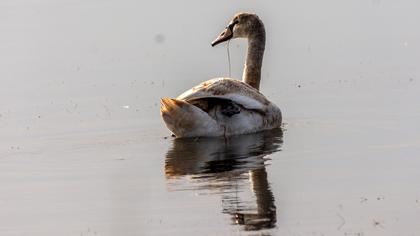Mute Swan