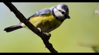 Eurasian Blue Tit
