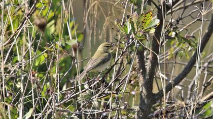 Willow Warbler