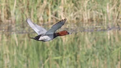 Common Pochard