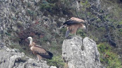 Griffon Vulture