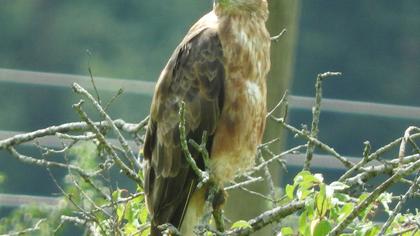 Long-legged Buzzard