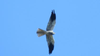 Montagu`s Harrier