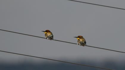European Bee-eater