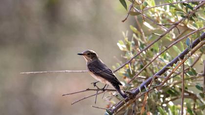 Spotted Flycatcher