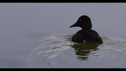 Ferruginous Duck