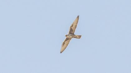 Saker Falcon