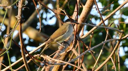 Eurasian Blackcap